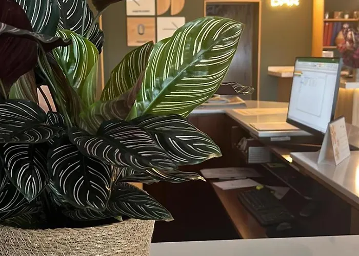 La Basilica 招待所 3*